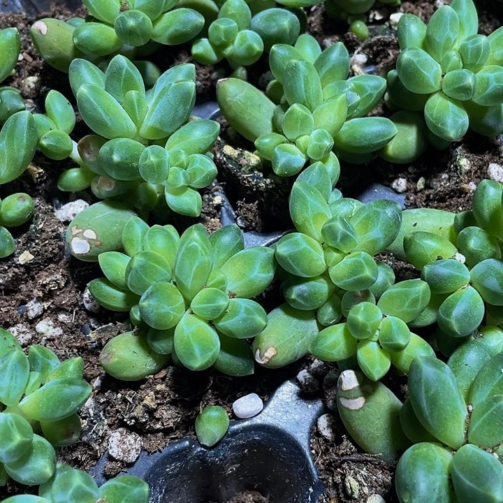 小千代田1元带土发