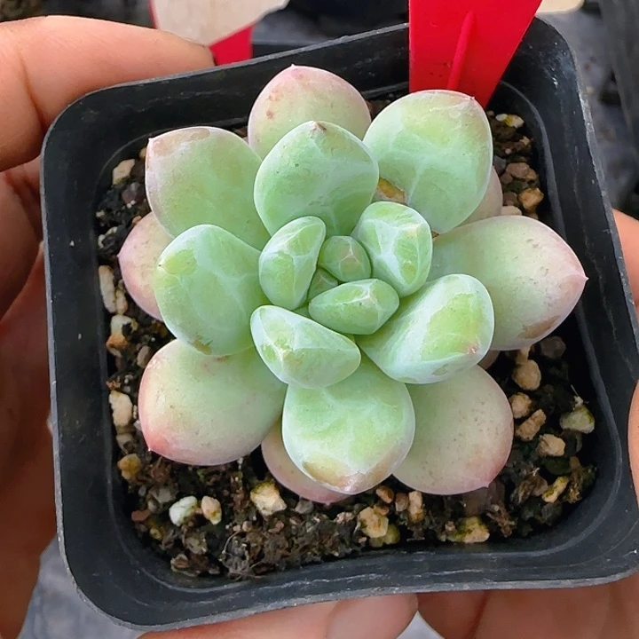 小***@白胖美人暗纹1055多肉植物