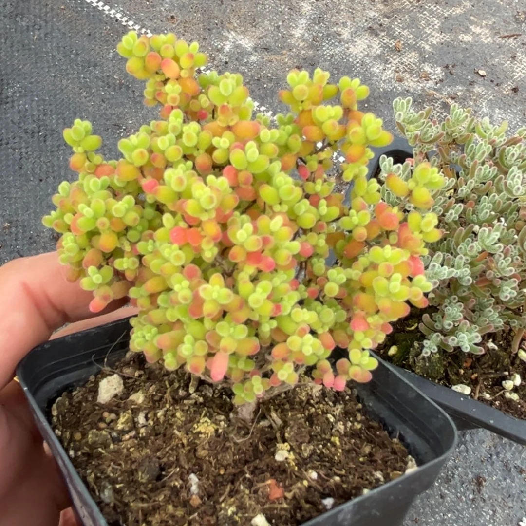 蜜桔。