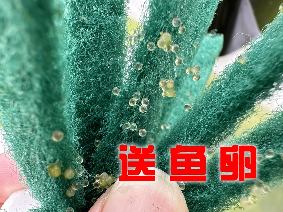 送种鱼鱼卵