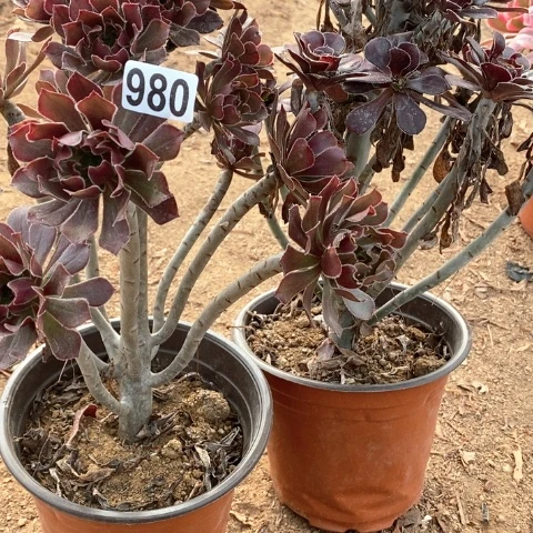 980黑豆和灰法师两颗