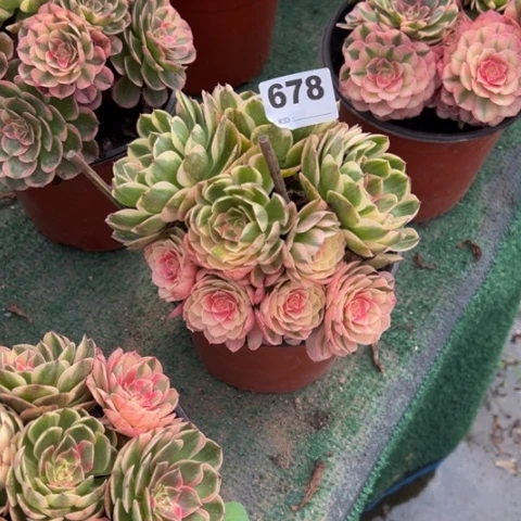 璐***萌678海神朵朵多肉，