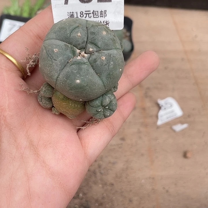 太****782鱼群仙人球植物