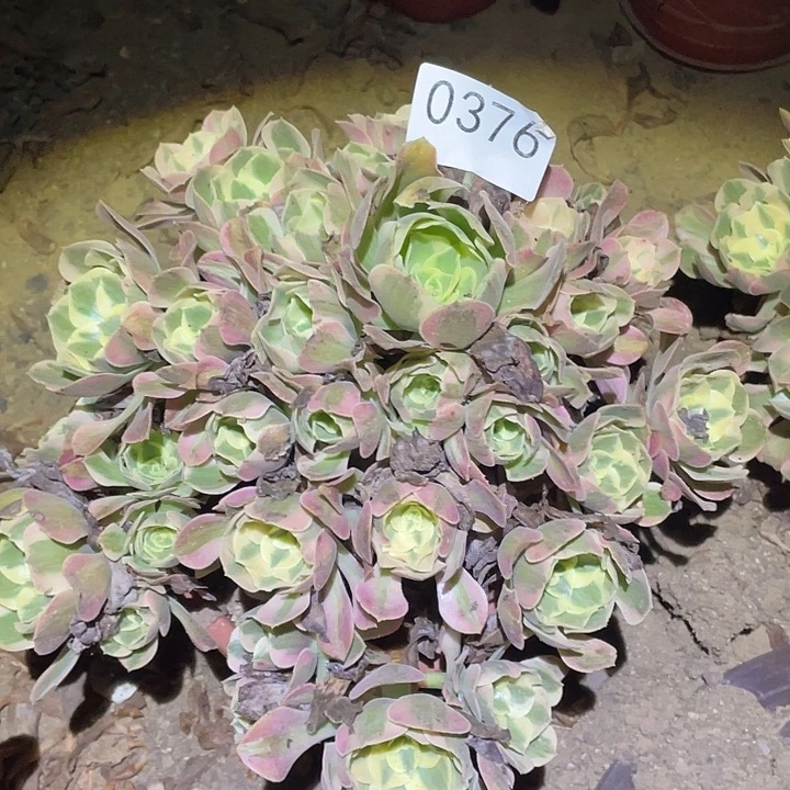 多肉植物法师376妖月