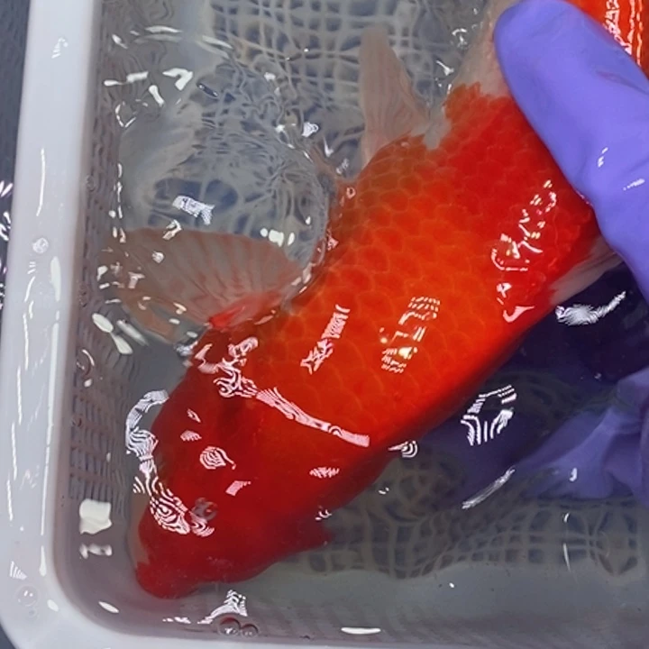 锦鲤冷水锦鲤（无开箱视频不售后）