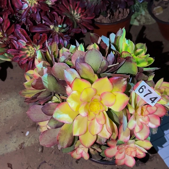 674香妃多肉植物处理不售后