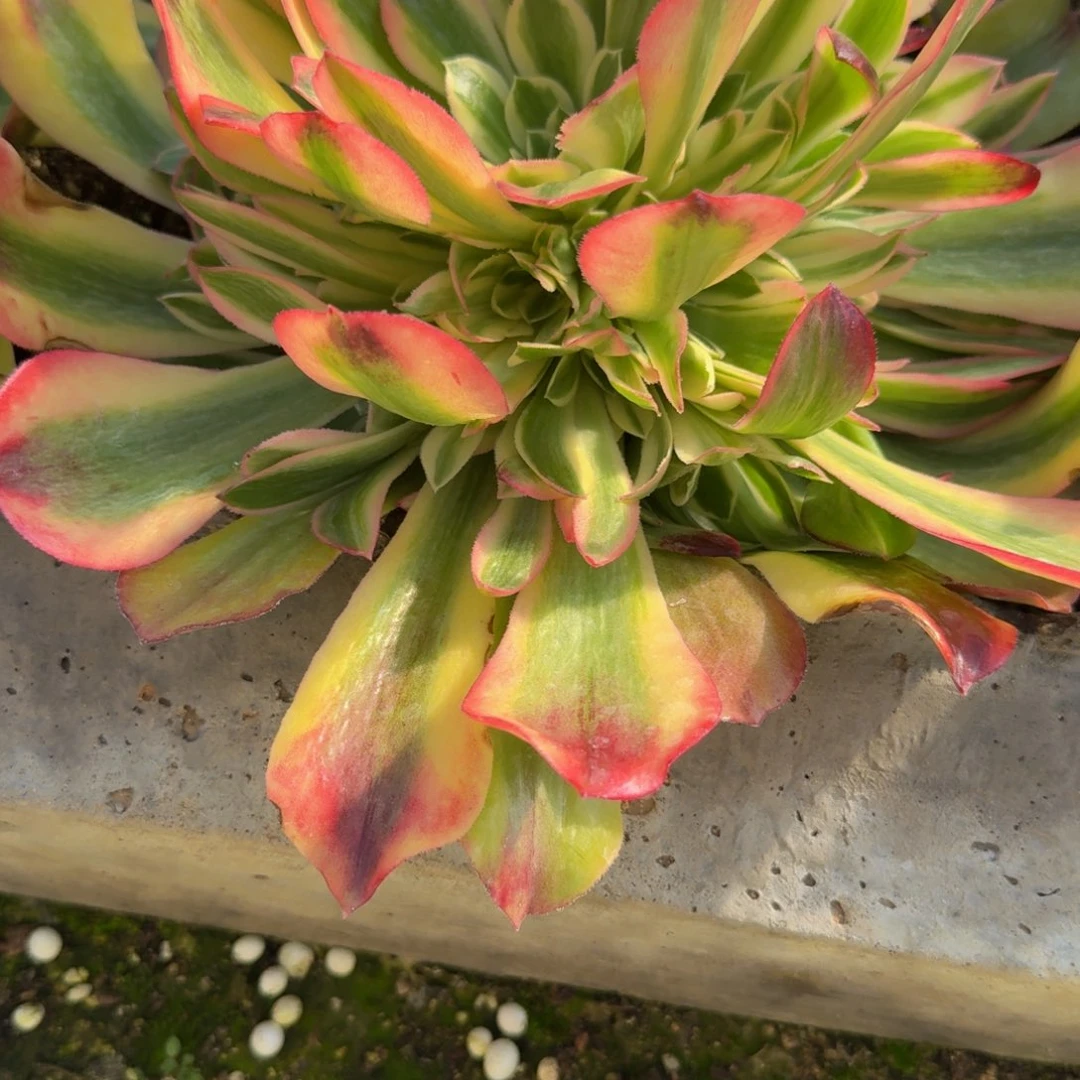 菊*969洛神。多肉植物