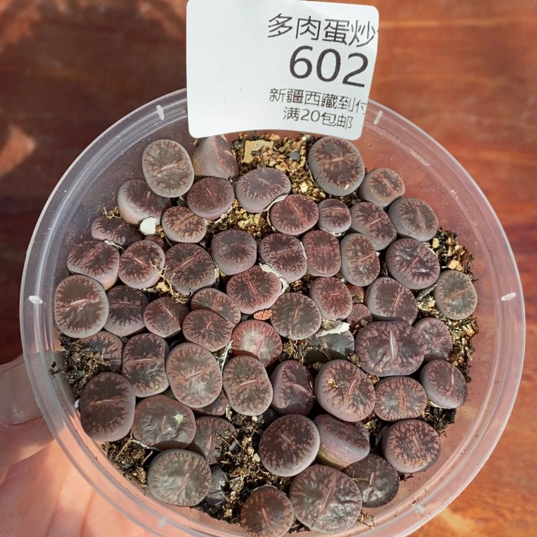 感谢您的光临，00602