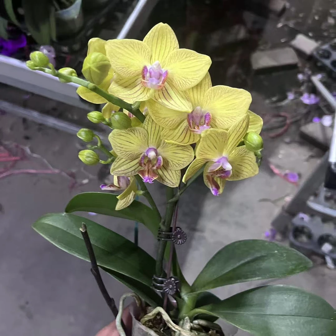 花悦里【香菠萝】清香味蜡质花 室内花花  广州花卉源头基地