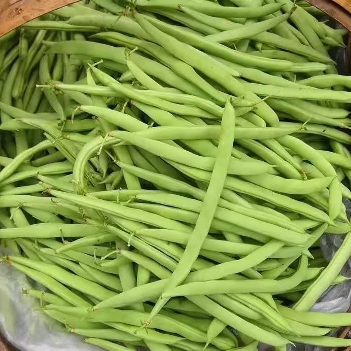 【现摘现发】云南永德露天四季豆（纸箱）