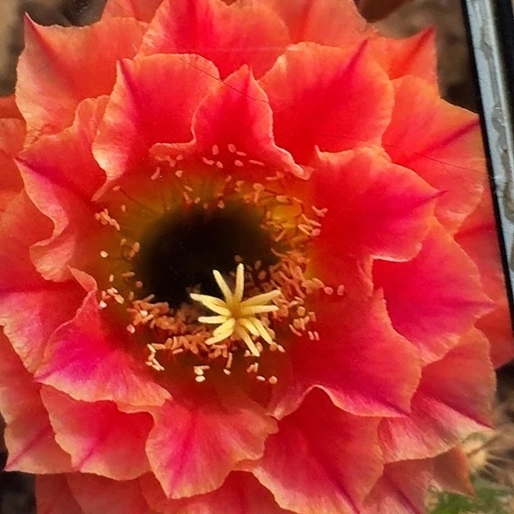 火焰超越侧芽5公分毛花柱容易掉刺