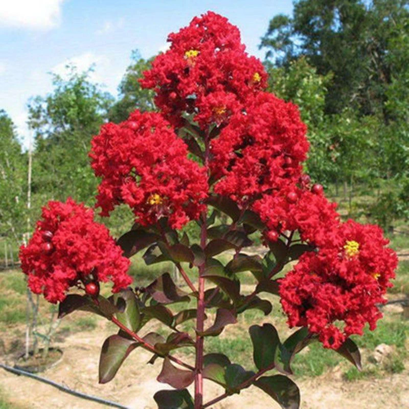 紫薇树苗红火箭庭院紫薇四季盆栽绿化百日红耐寒室外种植