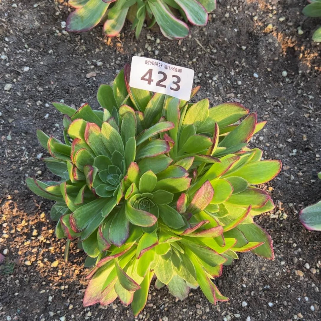 423万花筒多肉植物