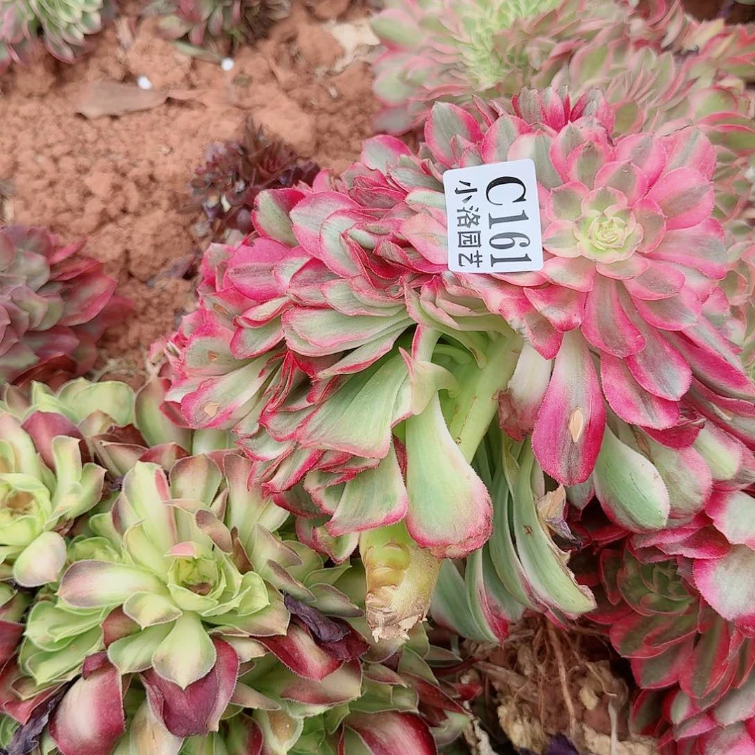 161 缀化无根不包侧枝