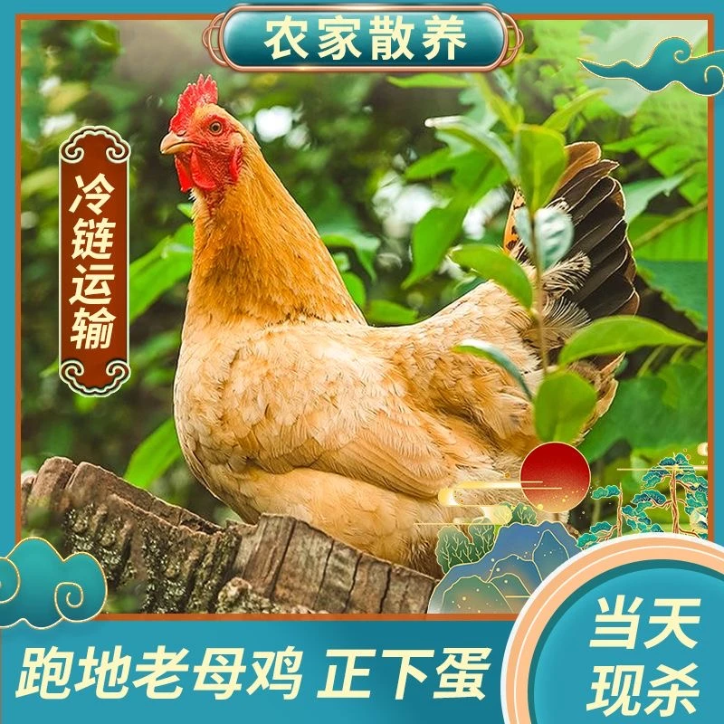 【4只老母鸡】农家散养三年黄油老母鸡单只毛重4斤 净重2.5斤左右
