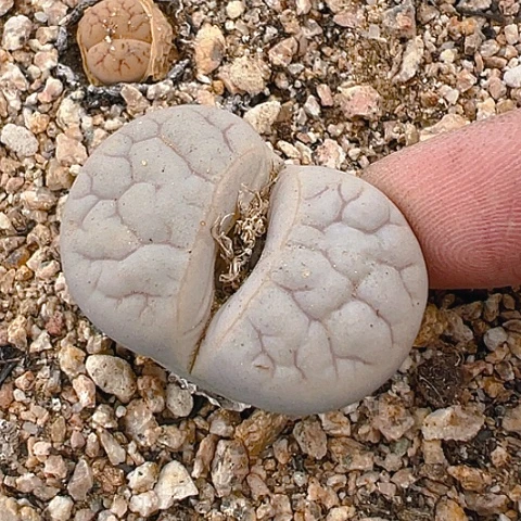 25195号家家户户