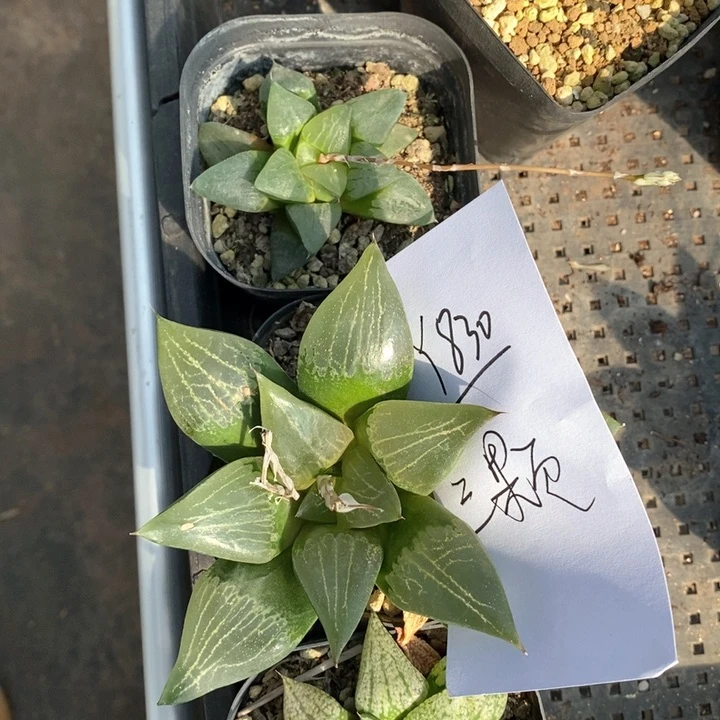 衣**舍830。三颗福利。