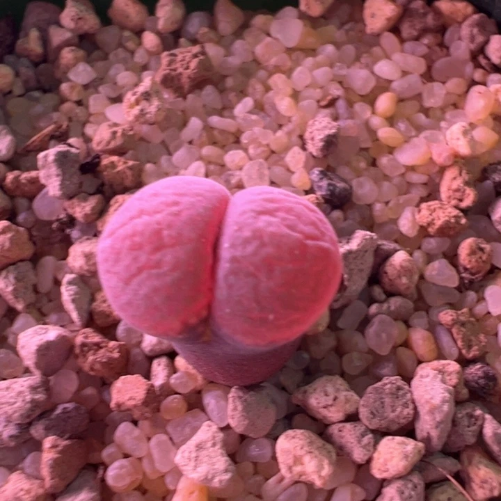 w/645。正版c10开白花2年