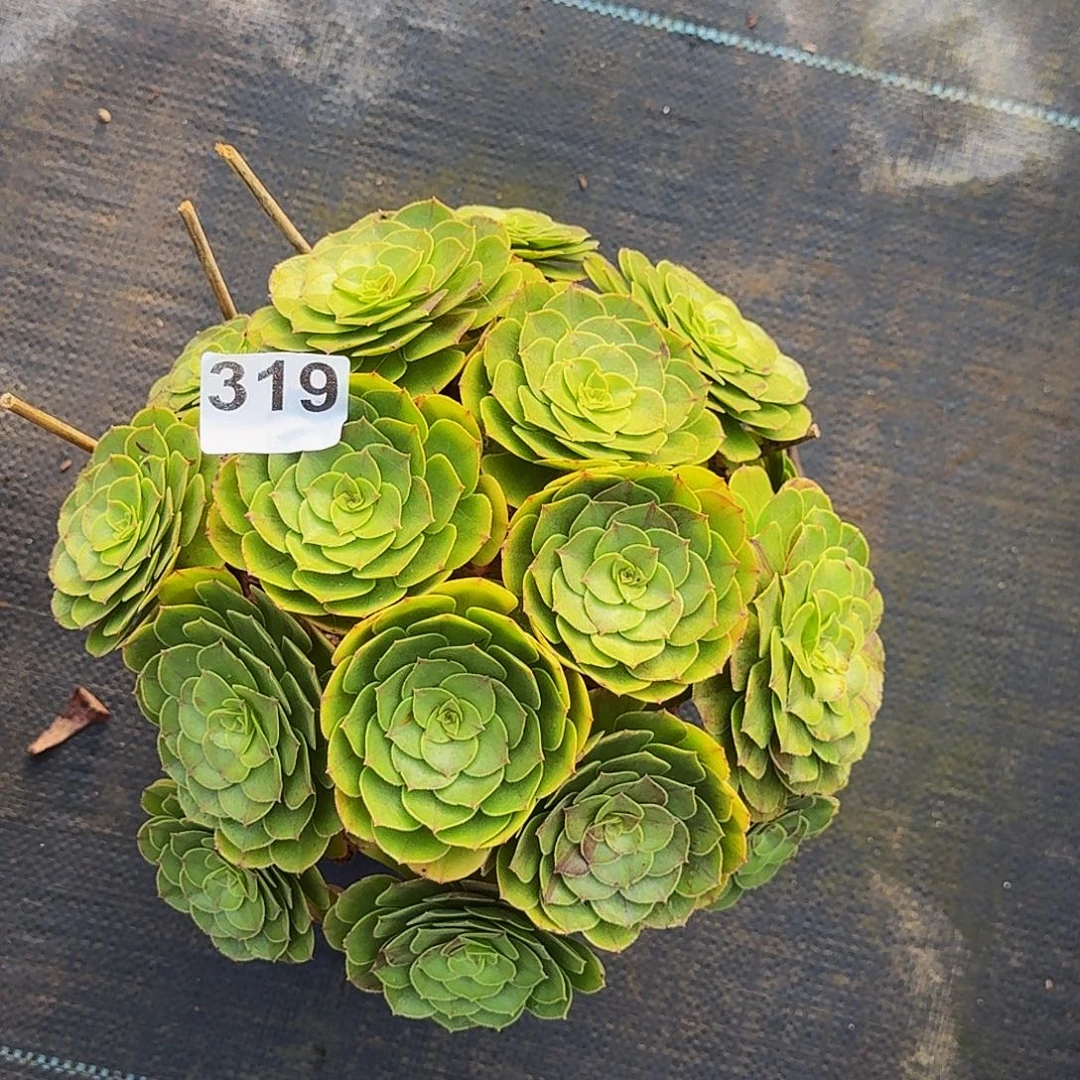319万圣节丛林法师