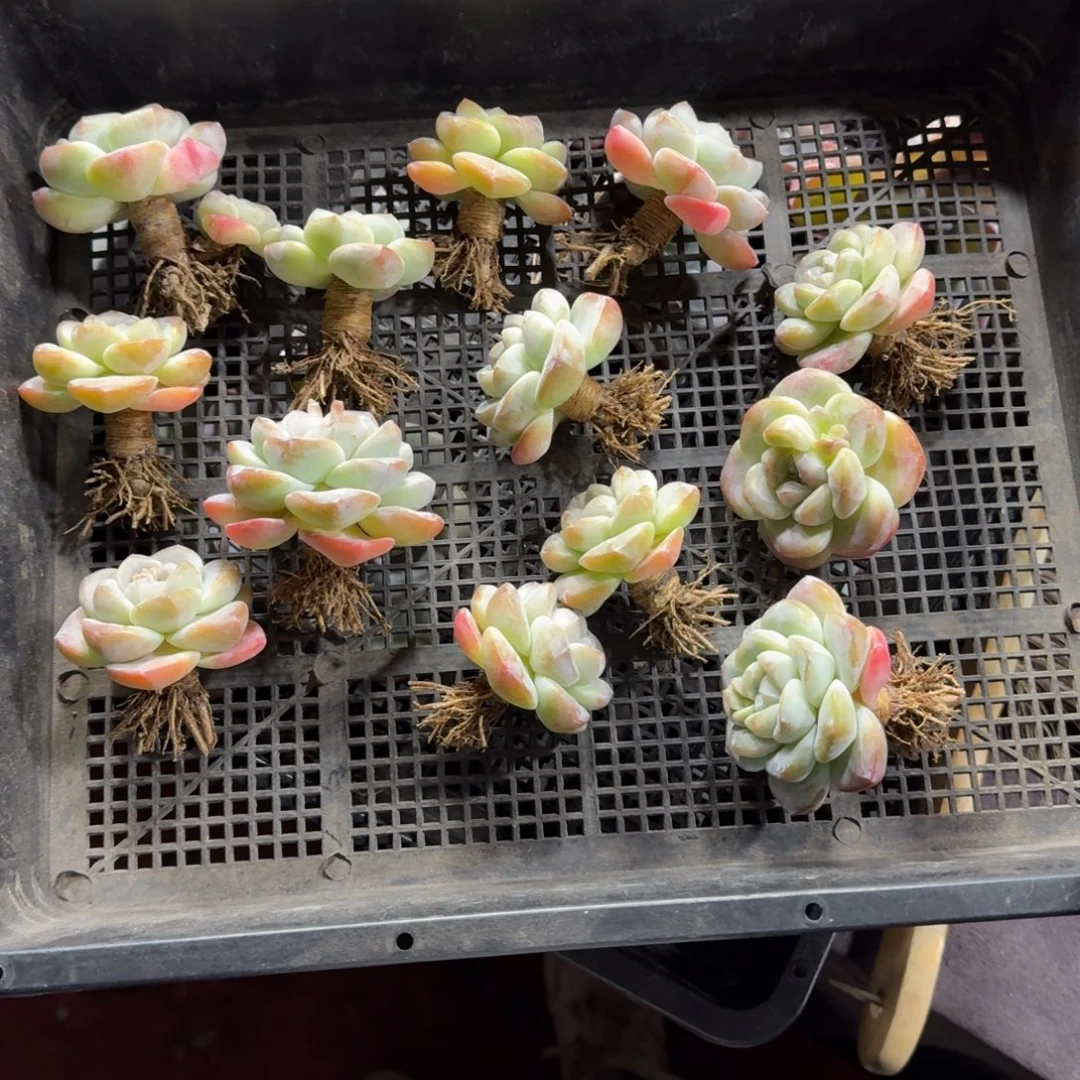 冰玉13颗一物一拍单头