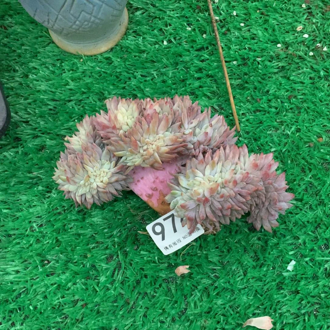974细叶橙子缀多肉植物