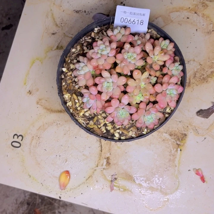 辛***乙多肉一物一拍6618