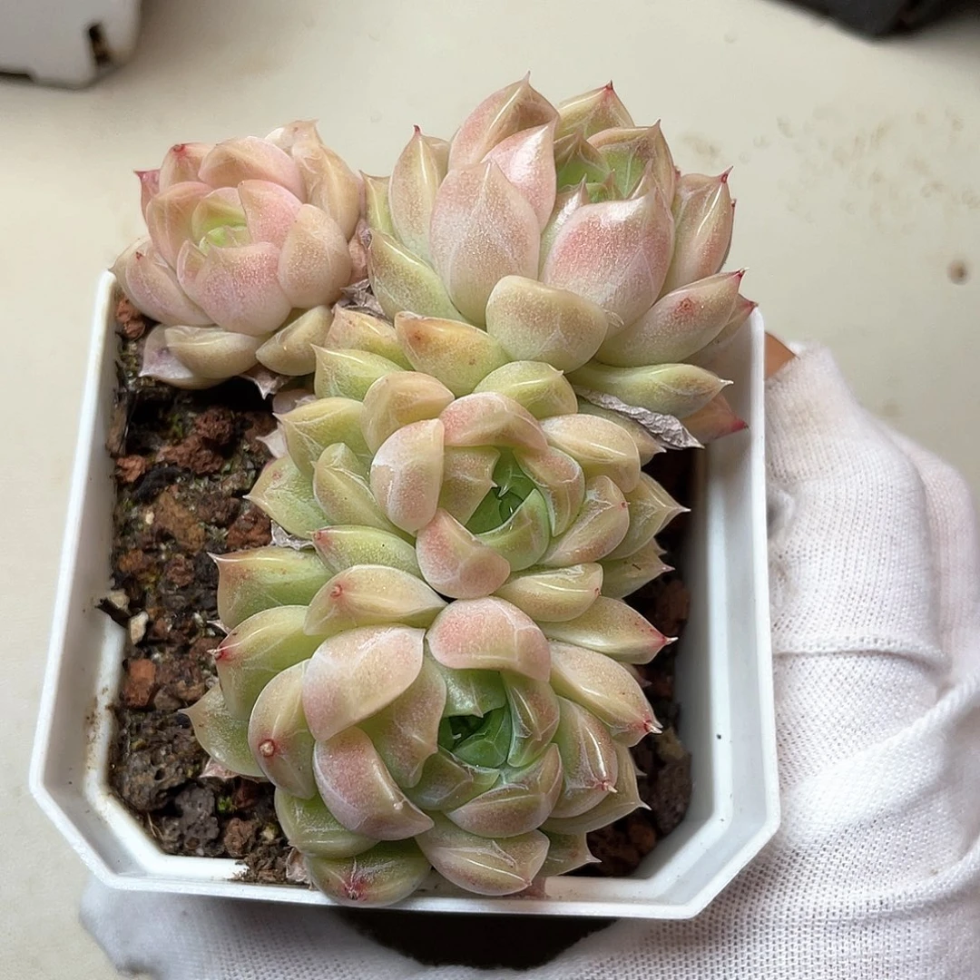 优选麦秆福利791