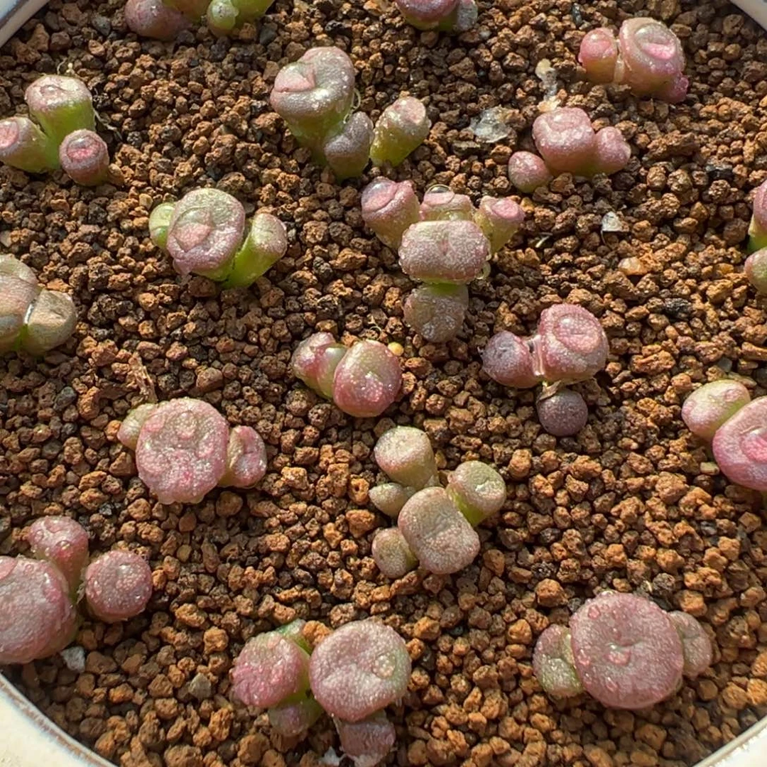 量拍伊尔玛猪鼻子10头