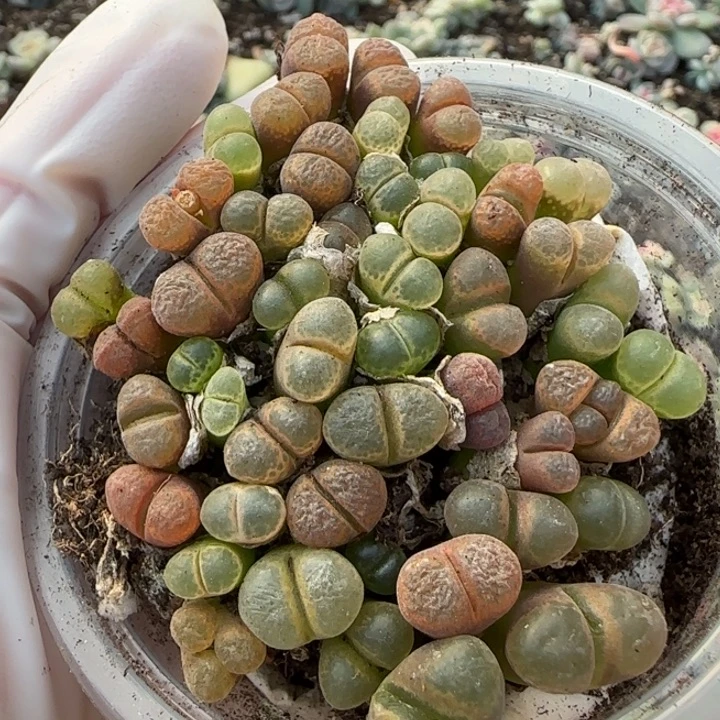 风铃多肉植物一盘