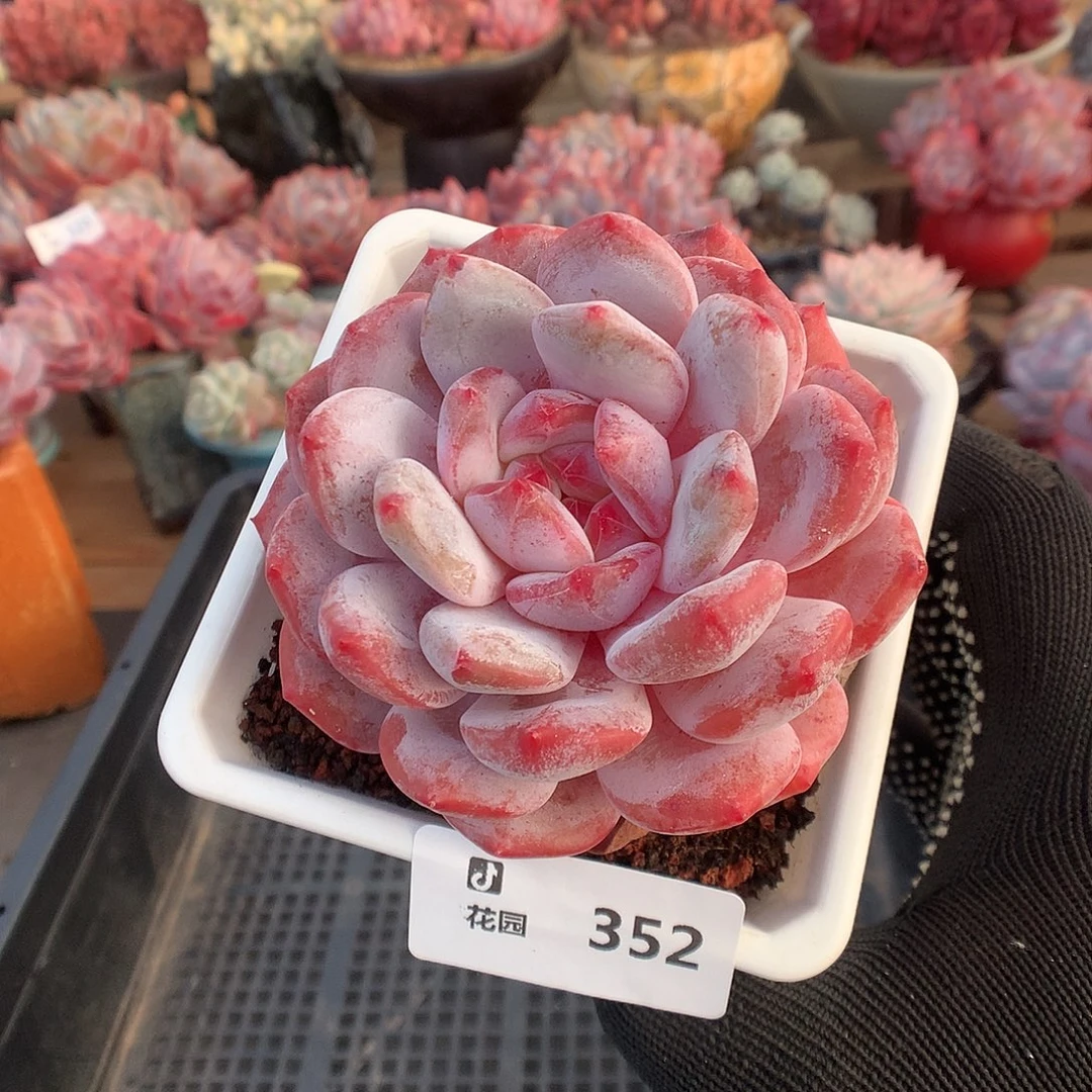 352紫皮雪天使多肉植物666