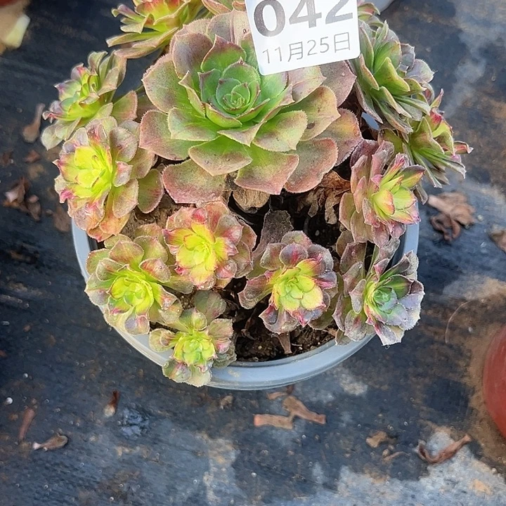 11.25-42海王七彩多肉植物大，