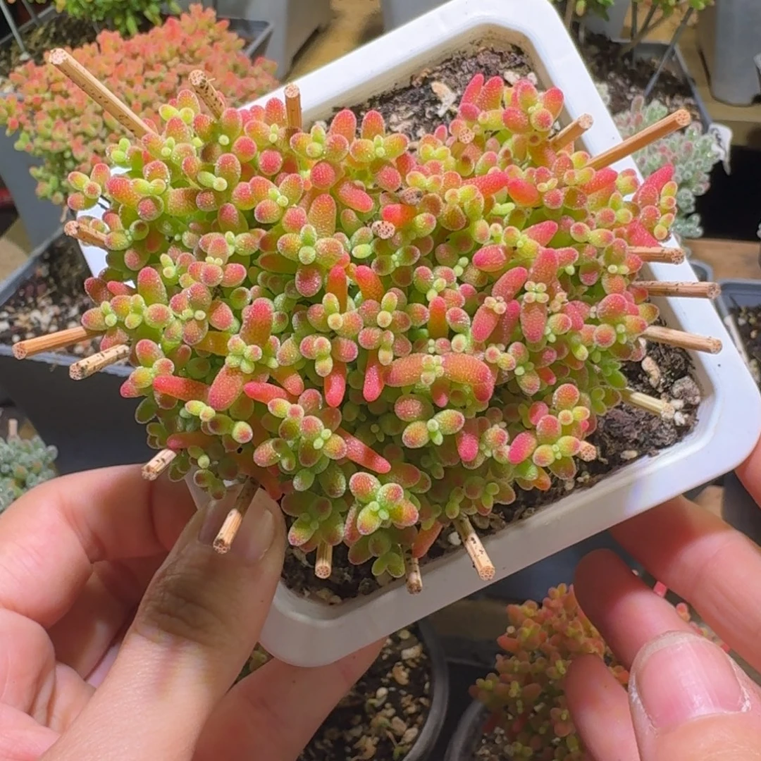 蜜橘糖球枝干番杏爱心老桩439