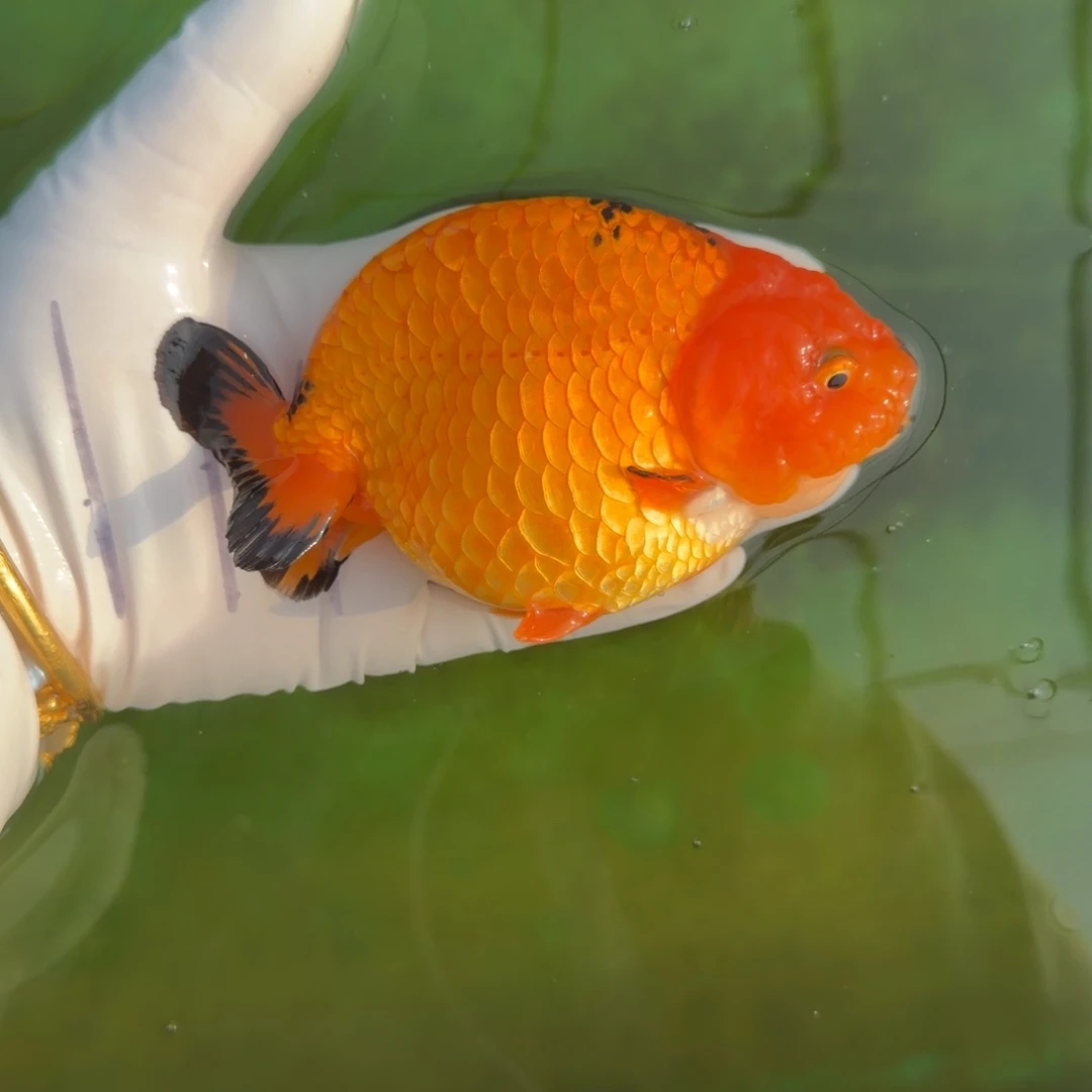 金鱼0031鹿子包金