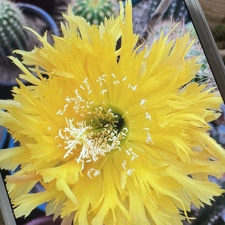 黄锯齿侧芽5公分左右毛花柱（20包邮）