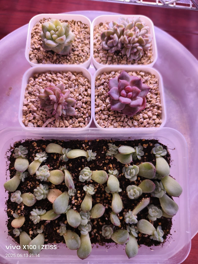多肉植物组合一物一拍