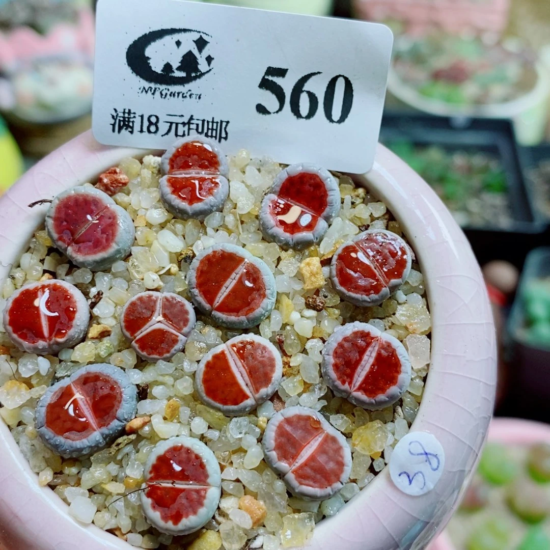 散****生石花花花花花花560