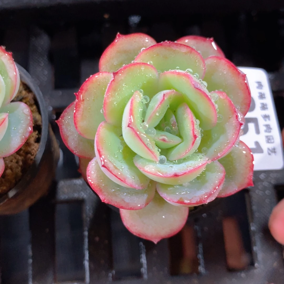 5CM拇指盆精控多肉ZT851