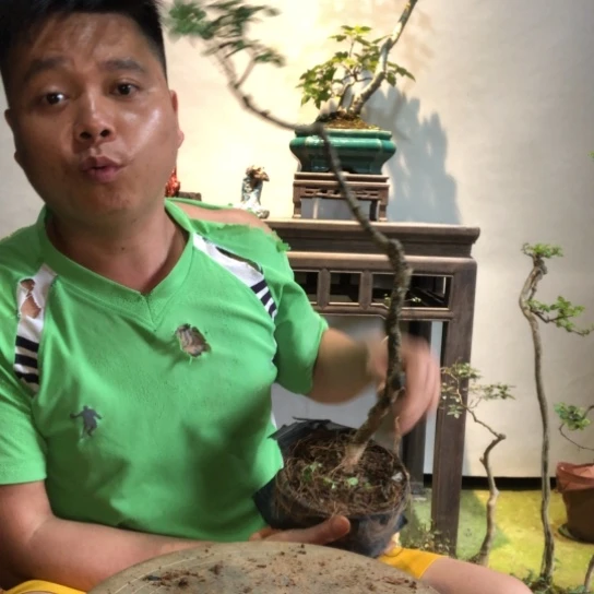 无花朵盆景盆栽植物（不包成活率）