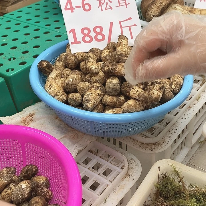 松茸中国大陆松茸