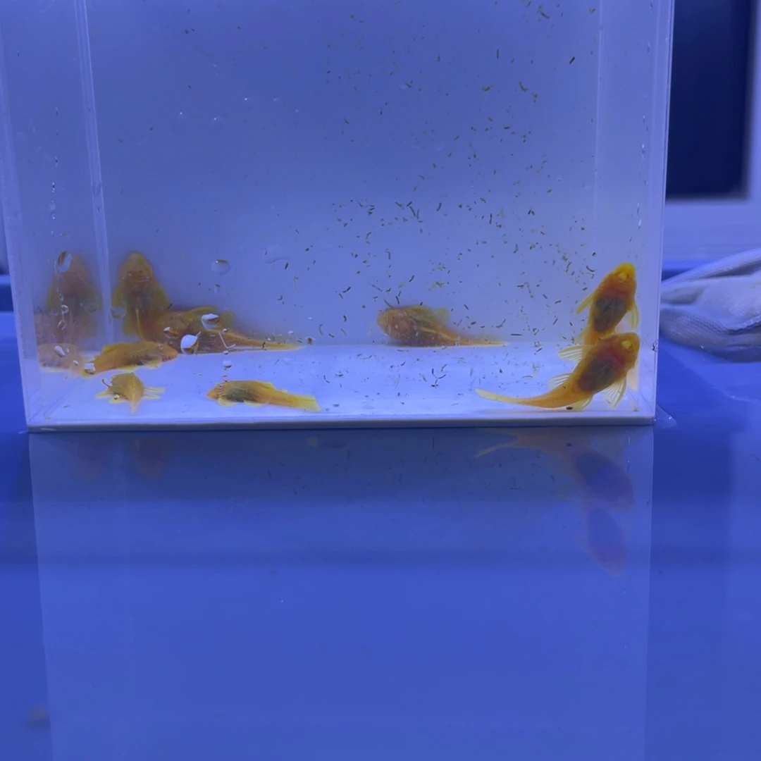 孔雀鱼胡子十条开箱视频报损