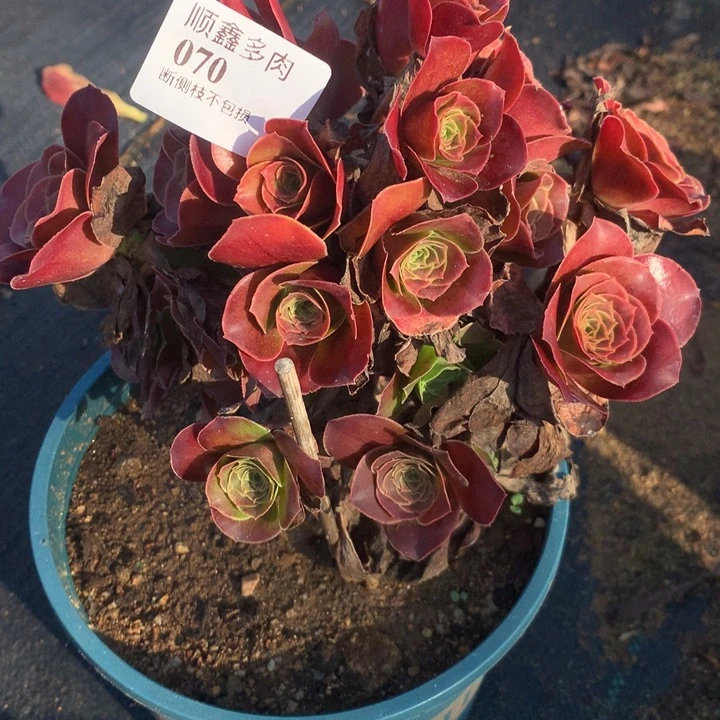 070玫瑰多肉植物特价