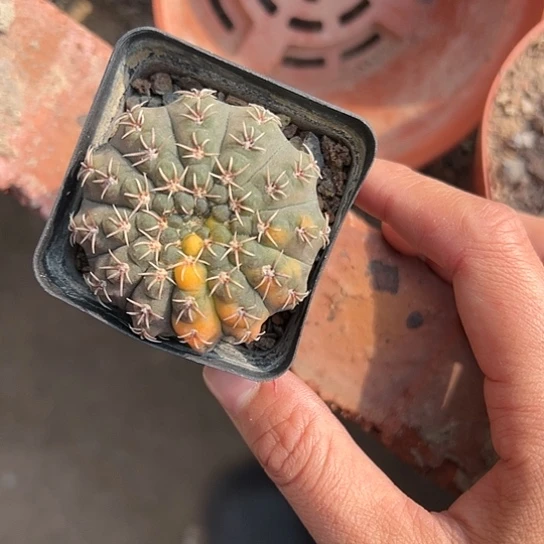 浅**实生瑞昌玉锦567888“