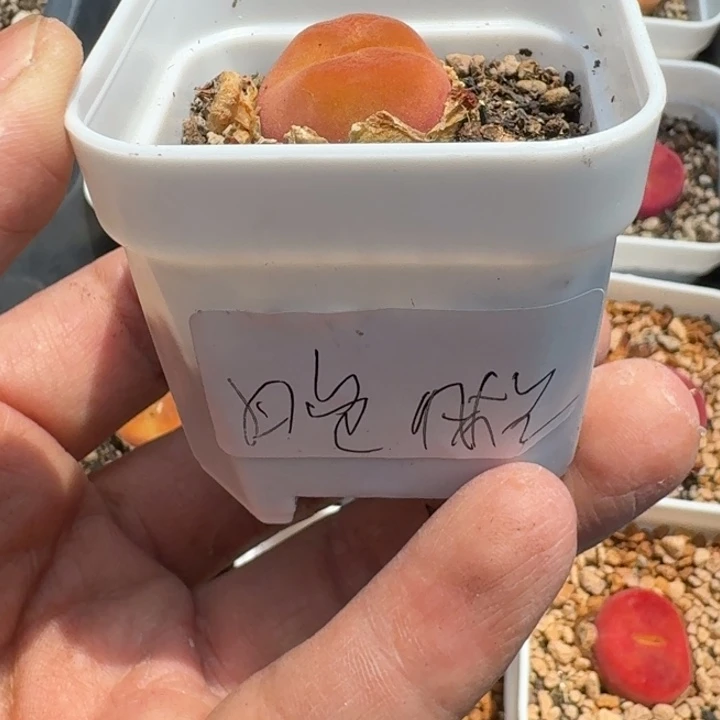 晚*梳蟠桃福利福利活动福利