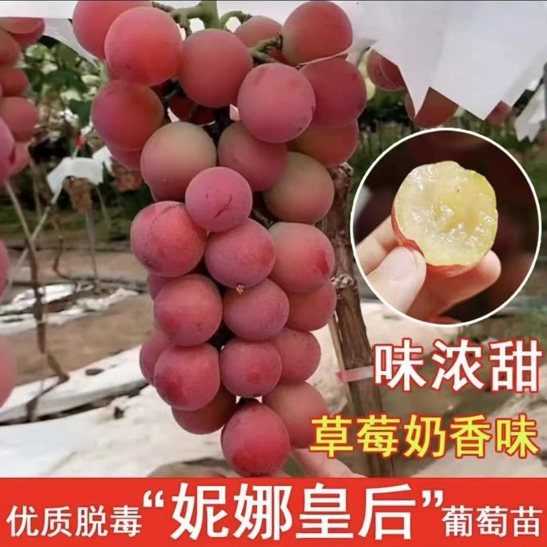 克伦生葡萄苗爬藤南北方种植阳光玫瑰葡萄苗妮娜皇后耐寒带土带叶