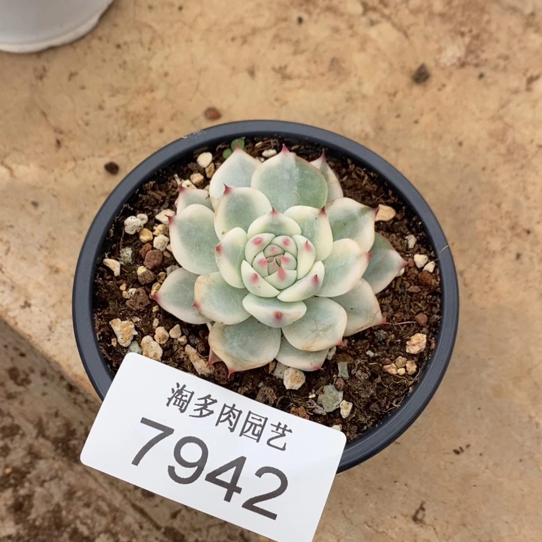吉娃娃锦多肉植物7942