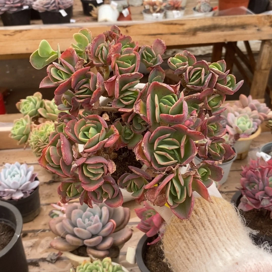 014克里斯丁一物一拍