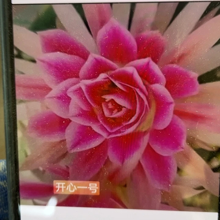 开心一号侧芽歪5公分多满18包邮