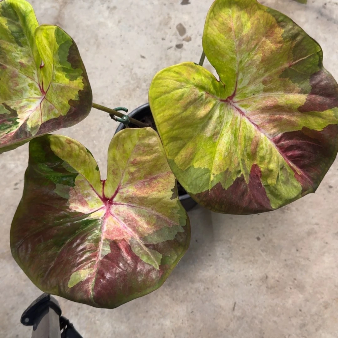 无花朵泰彩孔苏神 248