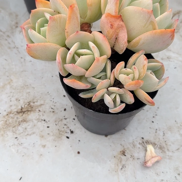 不****白凤多肉植物一颗