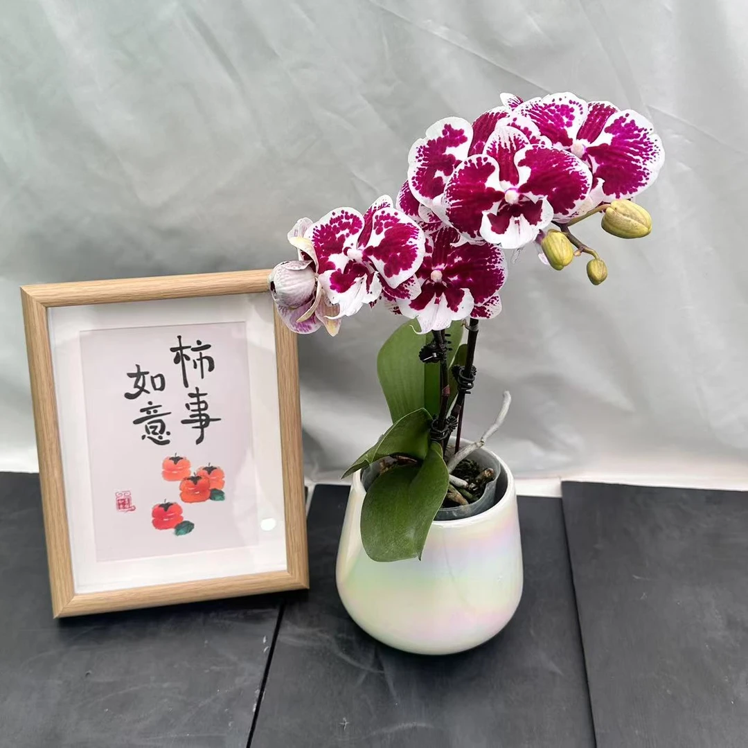 蝴蝶蘭《卡布奇诺》稀有黑色系花花 皮实好养 花期超长